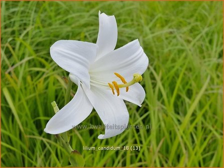 Lilium candidum | Madonnalelie, Witte lelie, Lelie | Madonnen-Lilie