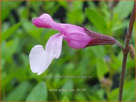 Salvia greggii &#039;Joy&#039; | Herfstsalie, Salie, Salvia | Herbst-Strauch-Salbei