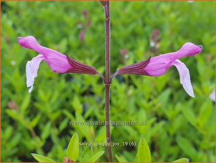 Salvia greggii &#039;Joy&#039; | Herfstsalie, Salie, Salvia | Herbst-Strauch-Salbei