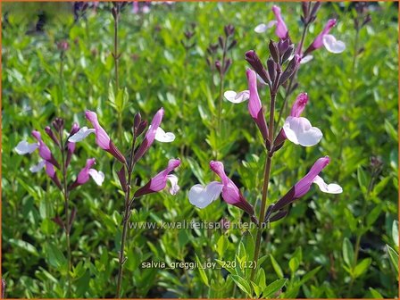 Salvia greggii &#039;Joy&#039; | Herfstsalie, Salie, Salvia | Herbst-Strauch-Salbei