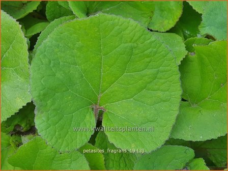 Petasites fragrans | Winterheliotroop, Hoefblad | Winter-Heliotrop