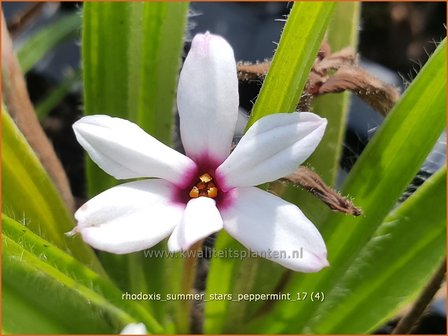 Rhodoxis &#039;Summer Stars Peppermint&#039; | Rapsterretje, Sterretjesgras | Grasstern