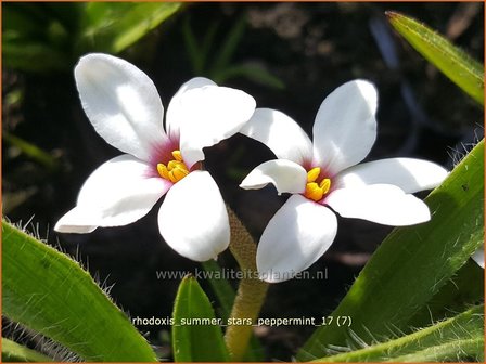 Rhodoxis &#039;Summer Stars Peppermint&#039; | Rapsterretje, Sterretjesgras | Grasstern