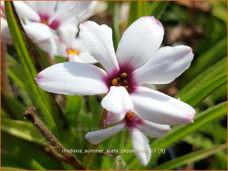 Rhodoxis &#039;Summer Stars Peppermint&#039; | Rapsterretje, Sterretjesgras | Grasstern