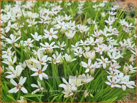 Rhodoxis &#039;Summer Stars Peppermint&#039; | Rapsterretje, Sterretjesgras | Grasstern