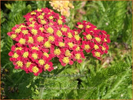 Achillea millefolium &#039;Milly Rock Red&#039; | Duizendblad | Gew&ouml;hnliche Schafgarbe | California yarrow