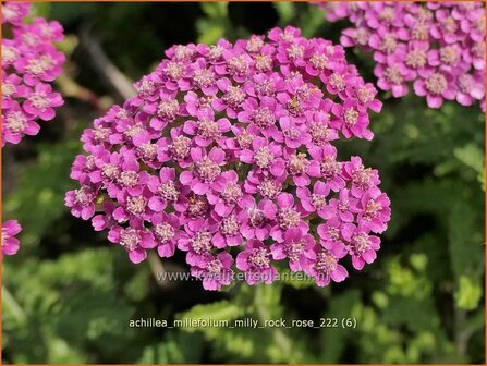 Achillea millefolium &#039;Milly Rock Rose&#039; | Duizendblad | Gew&ouml;hnliche Schafgarbe | California yarrow