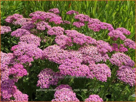 Achillea millefolium &#039;Milly Rock Rose&#039; | Duizendblad | Gew&ouml;hnliche Schafgarbe | California yarrow