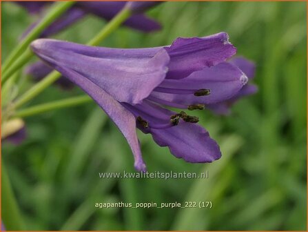 Agapanthus &#039;Poppin Purple&#039; | Afrikaanse lelie, Kaapse lelie, Liefdesbloem | Schmucklilie | African Lily