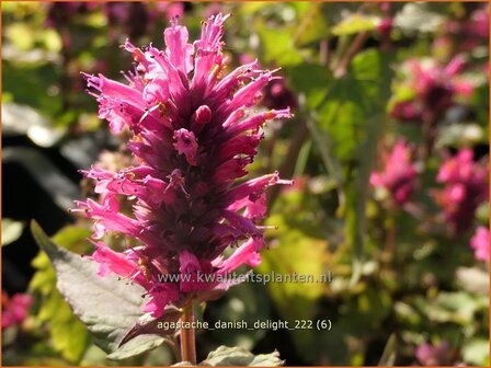 Agastache &#039;Danish Delight&#039; | Dropplant, Anijsnetel | Duftnessel | Giant Hyssop