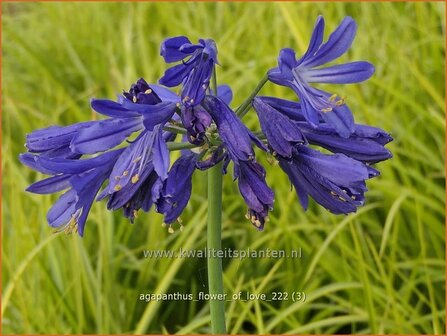 Agapanthus &#039;Flower of Love&#039; | Afrikaanse lelie, Kaapse lelie, Liefdesbloem | Schmucklilie | African Lily