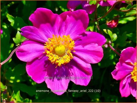 Anemone hupehensis &#039;Fantasy Ariel&#039; | Herfstanemoon, Japanse anemoon, Anemoon | Herbstanemone | Japanese Anemone