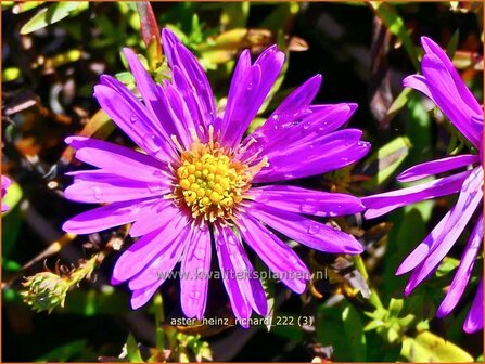 Aster &#039;Heinz Richard&#039; | Aster | Aster | Aster