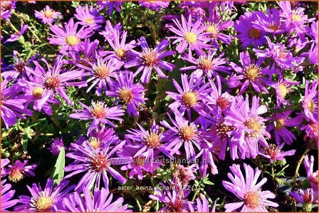 Aster &#039;Heinz Richard&#039; | Aster | Aster | Aster