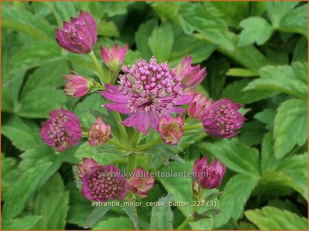 Astrantia major &#039;Cerise Button&#039; | Zeeuws knoopje, Groot sterrenscherm | Gro&szlig;e Sterndolde | Greater Masterwort