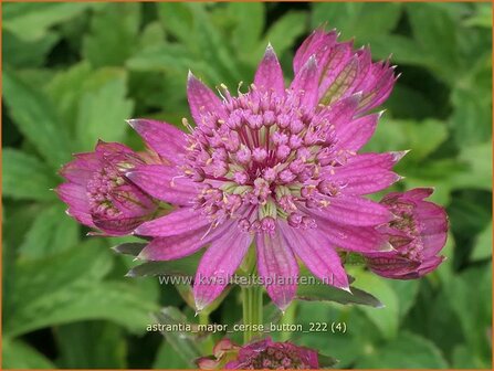 Astrantia major &#039;Cerise Button&#039; | Zeeuws knoopje, Groot sterrenscherm | Gro&szlig;e Sterndolde | Greater Masterwort