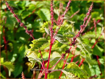 Boehmeria tricuspis &#039;Red Form&#039; | Valse netel | Scheinbrennessel | False Nettle