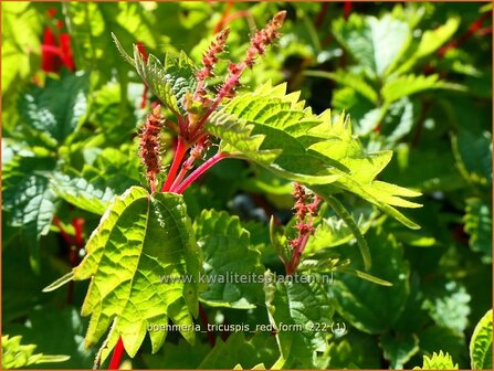 Boehmeria tricuspis &#039;Red Form&#039; | Valse netel | Scheinbrennessel | False Nettle