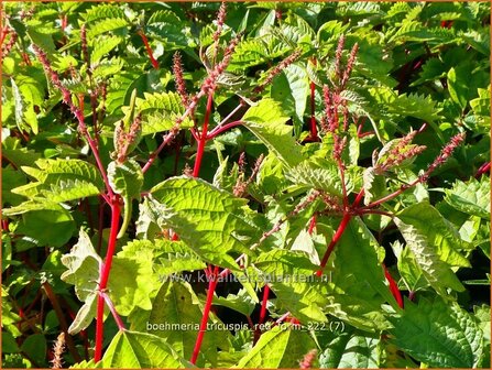 Boehmeria tricuspis &#039;Red Form&#039; | Valse netel | Scheinbrennessel | False Nettle