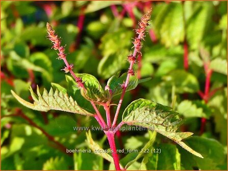 Boehmeria tricuspis &#039;Red Form&#039; | Valse netel | Scheinbrennessel | False Nettle