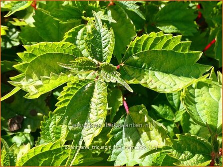 Boehmeria tricuspis &#039;Red Form&#039; | Valse netel | Scheinbrennessel | False Nettle