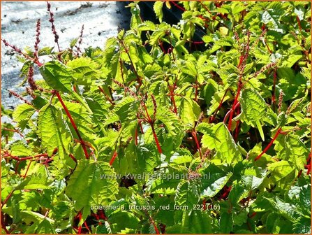 Boehmeria tricuspis &#039;Red Form&#039; | Valse netel | Scheinbrennessel | False Nettle