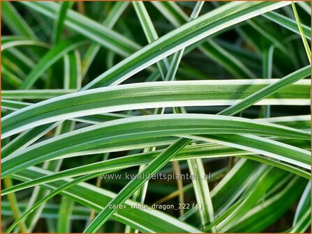 Carex &#039;White Dragon&#039; | Zegge | Segge | Sedge