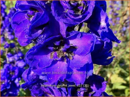 Delphinium &#039;Delphi&#039;s Jewel&#039; | Ridderspoor | Rittersporn | Larkspur