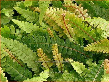 Doodia media | Raspvaren | Raspelfarn | Common Rasp Fern