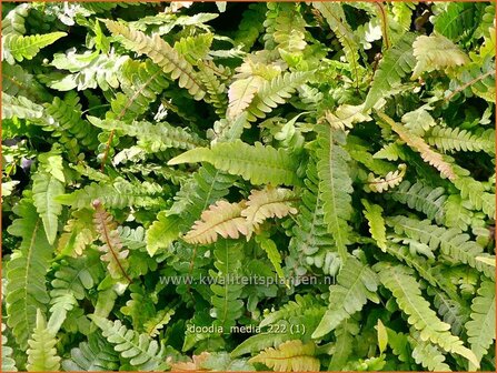 Doodia media | Raspvaren | Raspelfarn | Common Rasp Fern