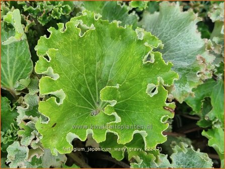 Farfugium japonicum &#039;Wavy Gravy&#039; | Leopardplant | Japanischer Scheingoldkolben | Leopard Plant