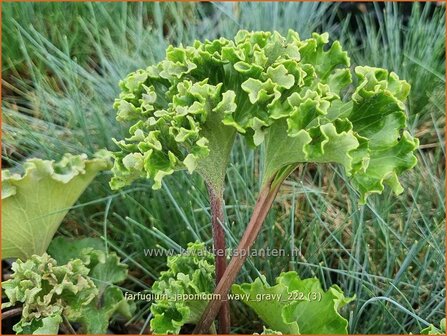 Farfugium japonicum &#039;Wavy Gravy&#039; | Leopardplant | Japanischer Scheingoldkolben | Leopard Plant