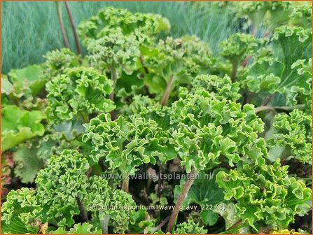 Farfugium japonicum &#039;Wavy Gravy&#039; | Leopardplant | Japanischer Scheingoldkolben | Leopard Plant