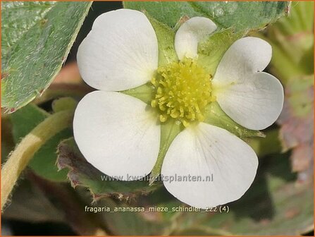 Fragaria ananassa &#039;Mieze Schindler&#039; | Framboosaardbei, Tuinaardbei, Aardbei | Garten-Erdbeere | Garden Strawberry