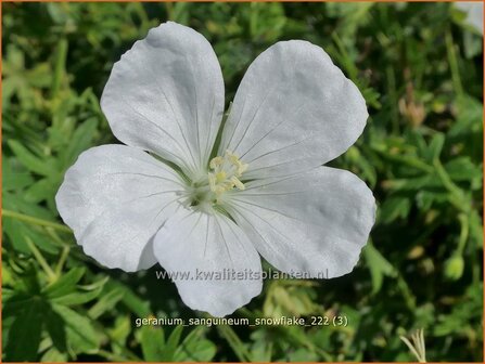 Geranium sanguineum &#039;Snowflake&#039; | Bermooievaarsbek, Ooievaarsbek, Tuingeranium, Geranium | Blut-Storchschnabel | 