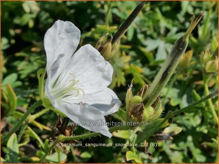 Geranium sanguineum &#039;Snowflake&#039; | Bermooievaarsbek, Ooievaarsbek, Tuingeranium, Geranium | Blut-Storchschnabel | 