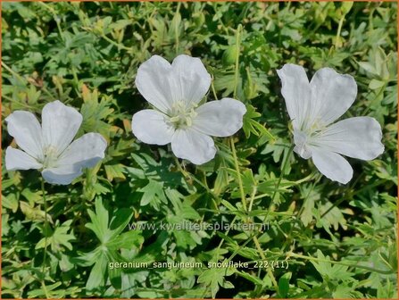 Geranium sanguineum &#039;Snowflake&#039; | Bermooievaarsbek, Ooievaarsbek, Tuingeranium, Geranium | Blut-Storchschnabel | 