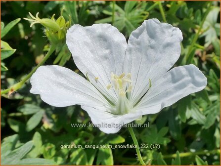 Geranium sanguineum &#039;Snowflake&#039; | Bermooievaarsbek, Ooievaarsbek, Tuingeranium, Geranium | Blut-Storchschnabel | 