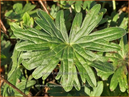 Geranium sanguineum &#039;Snowflake&#039; | Bermooievaarsbek, Ooievaarsbek, Tuingeranium, Geranium | Blut-Storchschnabel | 