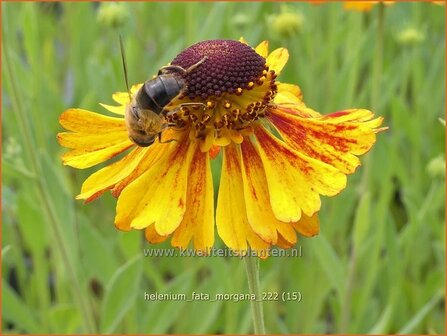 Helenium &#039;Fata Morgana&#039; | Zonnekruid | Sonnenbraut | Helen&#039;s Flower