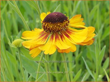 Helenium &#039;Fata Morgana&#039; | Zonnekruid | Sonnenbraut | Helen&#039;s Flower