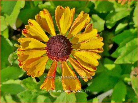 Helenium &#039;Flamenco&#039; | Zonnekruid | Sonnenbraut | Helen&#039;s Flower