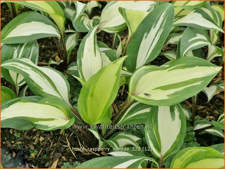 Hosta &#039;Raspberry Sundae&#039; | Hosta, Hartlelie, Funkia | Funkie | Hosta