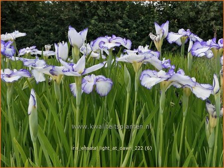 Iris ensata &#039;Light at Dawn&#039; | Japanse iris, Iris, Lis | Japanische Sumpf-Schwertlilie | Japanese Iris