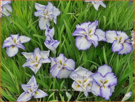 Iris ensata &#039;Light at Dawn&#039; | Japanse iris, Iris, Lis | Japanische Sumpf-Schwertlilie | Japanese Iris