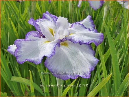 Iris ensata &#039;Light at Dawn&#039; | Japanse iris, Iris, Lis | Japanische Sumpf-Schwertlilie | Japanese Iris