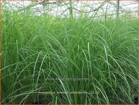 Miscanthus sinensis &#039;Silberspinne&#039; | Chinees prachtriet, Chinees riet, Japans sierriet, Sierriet | Chinaschilf | 