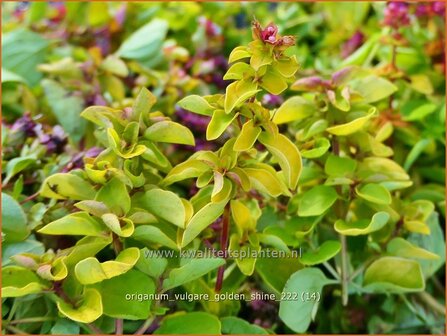 Origanum vulgare &#039;Golden Shine&#039; | Wilde marjolein, Oregano, Marjolein, Majoraan | Gelbbl&auml;ttriger Heideg&uuml;nsel | Wild