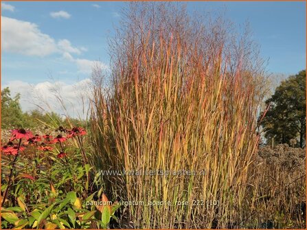 Panicum virgatum &#039;Apache Rose&#039; | Vingergras, Parelgierst | Rutenhirse | Wand Panic Grass