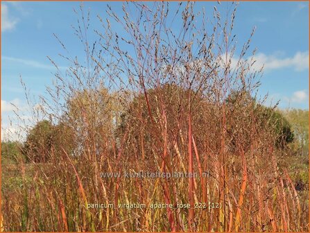 Panicum virgatum &#039;Apache Rose&#039; | Vingergras, Parelgierst | Rutenhirse | Wand Panic Grass